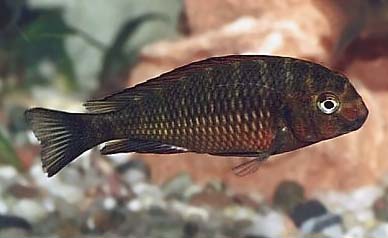 Tropheus sp. red